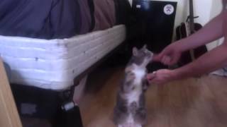 Cat Training: Penelope Touch, Sit, Meerkat, Paw, Under Arrest.