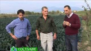 Coltivazione del cavolo nero - Coltivare insieme 26-SD Video Sharing.mov