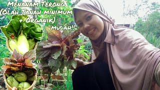 Eps. 59 Gardening || Tanam Terong Olah Tanah Minimum & Organik, Buahnya Besar Banget! + update kebun