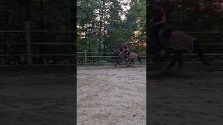 Fetz Galopp am Halsring - Frei reiten mit Kommunikation und Vertrauen Pferdetraining TrickyHorse