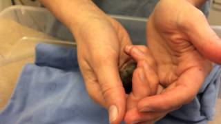 Baby Meadow Vole - Intake Stage