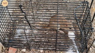 تخلص من الفئران بالطحين How to kill rats with flour 如何用面粉杀死老鼠