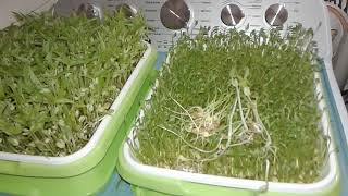 Microgreens 4-22-24 Mung Beans and Lentils -  Check out Renee's channel - see description - Thanks!