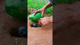 Bird Trap Amazing using hole #shorts