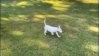 3 Month Old Female Out Of “Chosen Sheep Kennels”