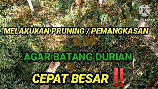 PERLU MELAKUKAN PRUNING || AGAR CABANG DURIAN CEPAT BESAR‼️