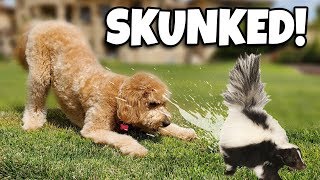 CHLOE GOT SKUNKED!!! How To Get Rid of Skunk Smell Fast!