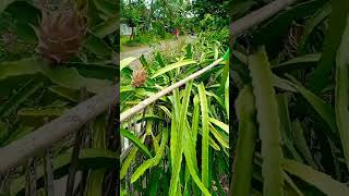 Tanam Dragon fruit depan Rumah @Cholies87Vlog