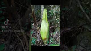 Amorphophallus titanum flower akan segera mekar gais