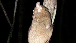 Night trekking we were saw a tarsier in tanjung puting national park