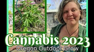 Cannabis Outdoor Grow 2023 Episode 1