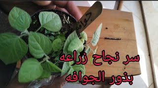 زراعه الجوافه من البذور