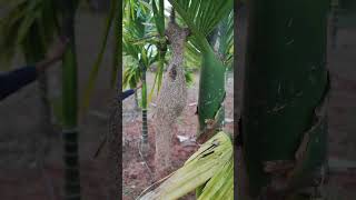 Bird nest on Indian farming