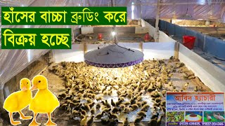 হাঁসের বাচ্চা ব্রুডিং করে বিক্রয় করছে  আবিদ হ্যাচারী | মাদারীপুর হ্যাচারী | হাসের হ্যাচারী | Duck