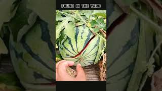 Watermelon |🍉 Found In The Yard | 😱 #shorts #shortvideo #watermelon #yard