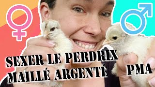 Poussin autosexable : le perdrix argenté maillé