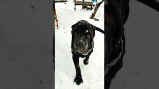 Неаполитанский мастиф, зима. Neapolitan Mastiff, winter. #shorts