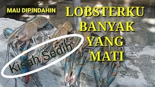 Lobster Air Tawar kenapa Banyak Yang Mati