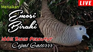 PANCINGAN PERKUTUT LOKAL // SUARA NAIKAN EMOSI DAN BIRAHI PERKUTUT 100% BIKIN PERKUTUT CEPAT GACOR