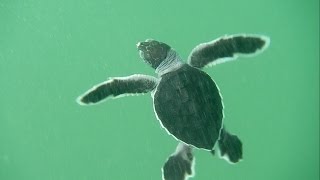 Black turtle swims out into the Pacific Ocean