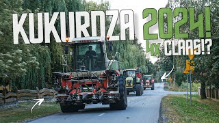 🔥KUKURYDZA NA KISZONKĘ 2024🔥MASSEY'E NA KOGUTACH🔥4X CLAAS🔥2X MF🔥GR KAŹMIERCZAK🔥