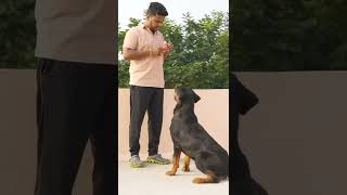 Dog Training 🐕,  #jessicatherottweiler #rottweiler #tamil #malayalam #doglover