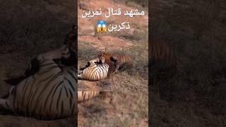 قتال نمران ذكران بالغان النمور😱 الشرسة نمر الببر وعالم الحيوان في الطبيعة الجزء الثاني