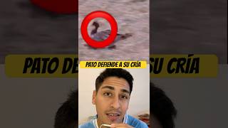 Pato defiende su cría del depredador #fyp #shortvideo #youtubeshorts