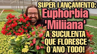 Euphorbia 'Miliiana' - Aprenda A Plantar E Cuidar Do Jeito Certo - Suculentas