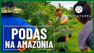 PODAS NA AMAZÔNIA - Agroflorestas na Amazônia (parte 4)