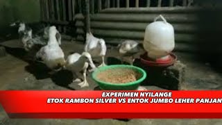 PERSILANGAN ENTOK RAMBON SILVER VS ENTOKJUMBO LEHER PANJANG BEGINI JADINYA MANTAP #entokjumbo