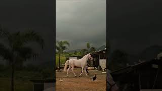 WO SILSILAY WO SHAUK WO NISBAT NAHI RAHI" WO DIL NAHI RAHA WO TABIYAT NAHI RAHI" #horse #horserider