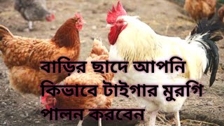 টাইগার মুরগি|পরিত্যক্ত ছাঁদে |Tiger morgi farming