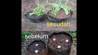 Cara menanam bawang merah media polibag cepat tumbuh dan cepat panen.how to plant shallots