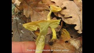 Tricholoma sulphureum. Champimaginatis. English Text.