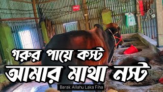 নতুন গরুগুলোর কি অবস্থা || Purbasha Agro