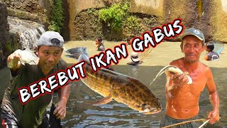 Berebut ikan Gabus (Bayong) di sungai