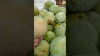 Petik mangga daging #shortvideo #shorts #short