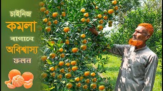 চায়নিজ মিষ্টি কমলা বাগানে অবিশ্বাস্য ফলন - Orange Farming - পর্ব 15 - Krishi Bicitro- কৃষি বিচিত্র