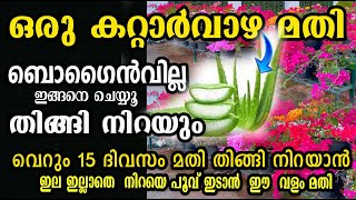 ഒരു മുറി കറ്റാർവാഴ മതി ബോഗൈൻവില്ല തിങ്ങി നിറയാൻ /pruning kadalas rose /flowering boost /malayalam