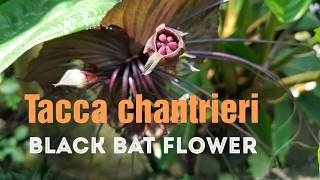 Tacca chantrieri Andre, The Black Bat Flower. Anticancer Plant