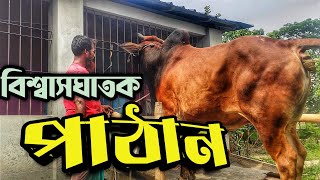 বড় গরু বাইরে আনা কঠিন || পাঠানের তান্ডব || Purbasha Agro