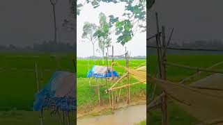 প্রকৃতি।বাংলার প্রকৃতি।Nature।বর্ষায় প্রকৃতির রুপ সুন্দর হয়#cinematic #Bangladesh #foryou #গাইবান্ধা