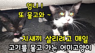 자기새끼 살리려고 매일 고기를 물고가는 어미고양이