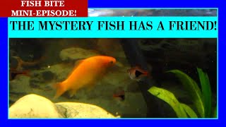 The Latest Update on the Mystery Goldfish in the Ropefish Tank!