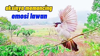 pikat burung kutilang memancing emosi lawan, cocok untuk mikat dan cocok juga untuk kontes