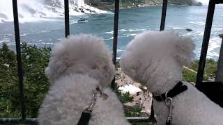 Bichon Frise on a date in Niagara Falls !