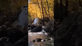 A kitten meows in a beautiful forest. Video for cats