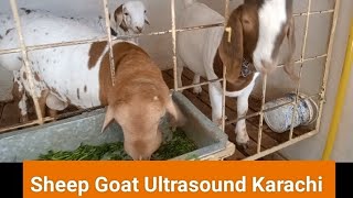 Vet life || Animal Ultrasound Karachi.