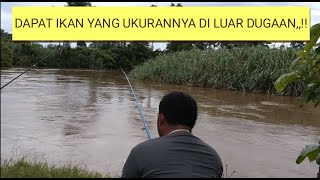 PAKE UMPAN SAWIT REBUS DAPAT IKAN TAWES YANG UKURANNYA DI LUAR DUGAAN